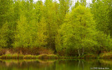 Pond at Alton Baker Park