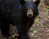 Bear7-144 8x10P.jpg