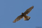 BSCA_0964.JPG