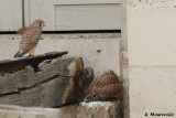 Il protège son déjeuner avec ses ailes. Ce n'est pas du goût de son frère (ou sa soeur) qui veut sa part.
