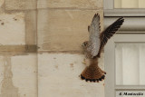 Ils s'accrochent comme ils peuvent sur les murs.
