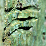 Clawed