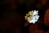 Shyness