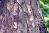 London plane...