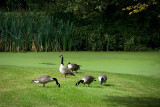 Are these the same geese...