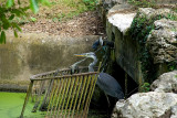 Caged bird