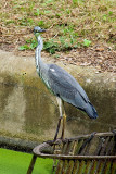 Rod Hull? Never heard of him...