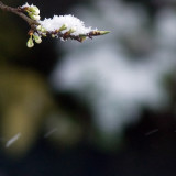 A different kind of blossom