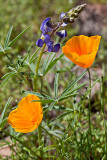 10-03 California Poppies and Lupine (Picacho Peak State Park) 09.jpg
