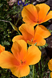 10-03 California Poppies (Picacho Peak State Park) 13.jpg
