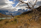 08-01 Cuernos del Paine 01.JPG