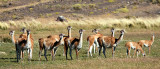 08-01 Guanacos 01.JPG