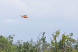 Brahminy Kite #05