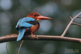 White Throated Kingfisher