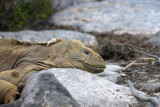 Land Iguana