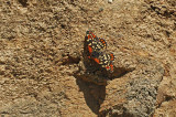 Wrights Checkerspot