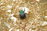Paracotalpa Beetle