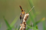 Marsh Wren About to Eat