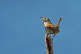 Marsh Wren Tail-Lift