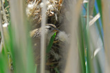 Nest-Building Marsh Wren