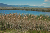 Alamosa NWR Ponds 2