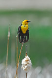 Yellow-headed Blackbird on Perch