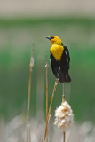 Yellow-headed Blackbird 5