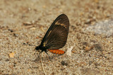 Butterfly 3 - Actinote Species?