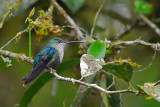 Green-crowned Woodnymph Female