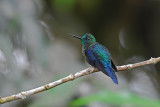 Green-crowned Woodnymph Male