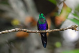 Green-crowned Woodnymph Male 2