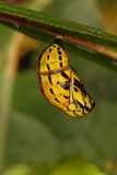 Butterfly Chrysalis