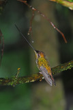 Sword-billed Hummingbird Female 2
