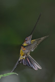 Sword-billed Hummingbird Male