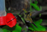 Sword-billed Hummingbird Male at Feeder
