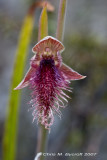 Red-bearded orchid 2