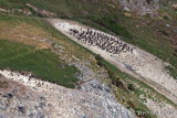 Stewart Island Shag colony at Tairoa Head