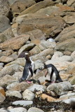 Hoiho, Yellow-eyed penguin a pair at Shag Point