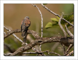 Zomertortel - Streptopelia turtur - Turtle Dove