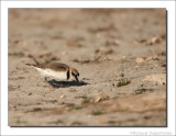 Strandplevier - Charadrius alexandrinus - Kentish Plover