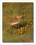 Kortteenleeuwerik - Calandrella brachydactyla - Short-toed Lark