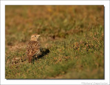 Kortteenleeuwerik - Calandrella brachydactyla - Short-toed Lark