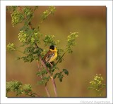 Zwartkopgors - Emberiza melanocephala - Black-Headed Bunting