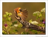 Zwartkopgors - Emberiza melanocephala - Black-Headed Bunting