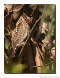 Dwergooruil - Otus scops - Scops Owl
