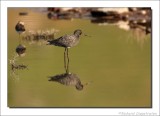 Zwarte Ruiter - Tringa erythropus - Spotted Redshank