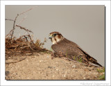 Smelleken - Falco columbarius - Merlin