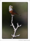 Bruinkeelortolaan - Emberiza caesia - Cretzschmars Bunting