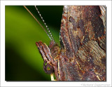 Dagpauwoog - Inachis io - Peacock butterfly