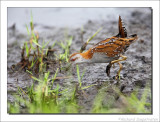 Kleinst Waterhoen - Porzana pusilla - Baillons Crake
